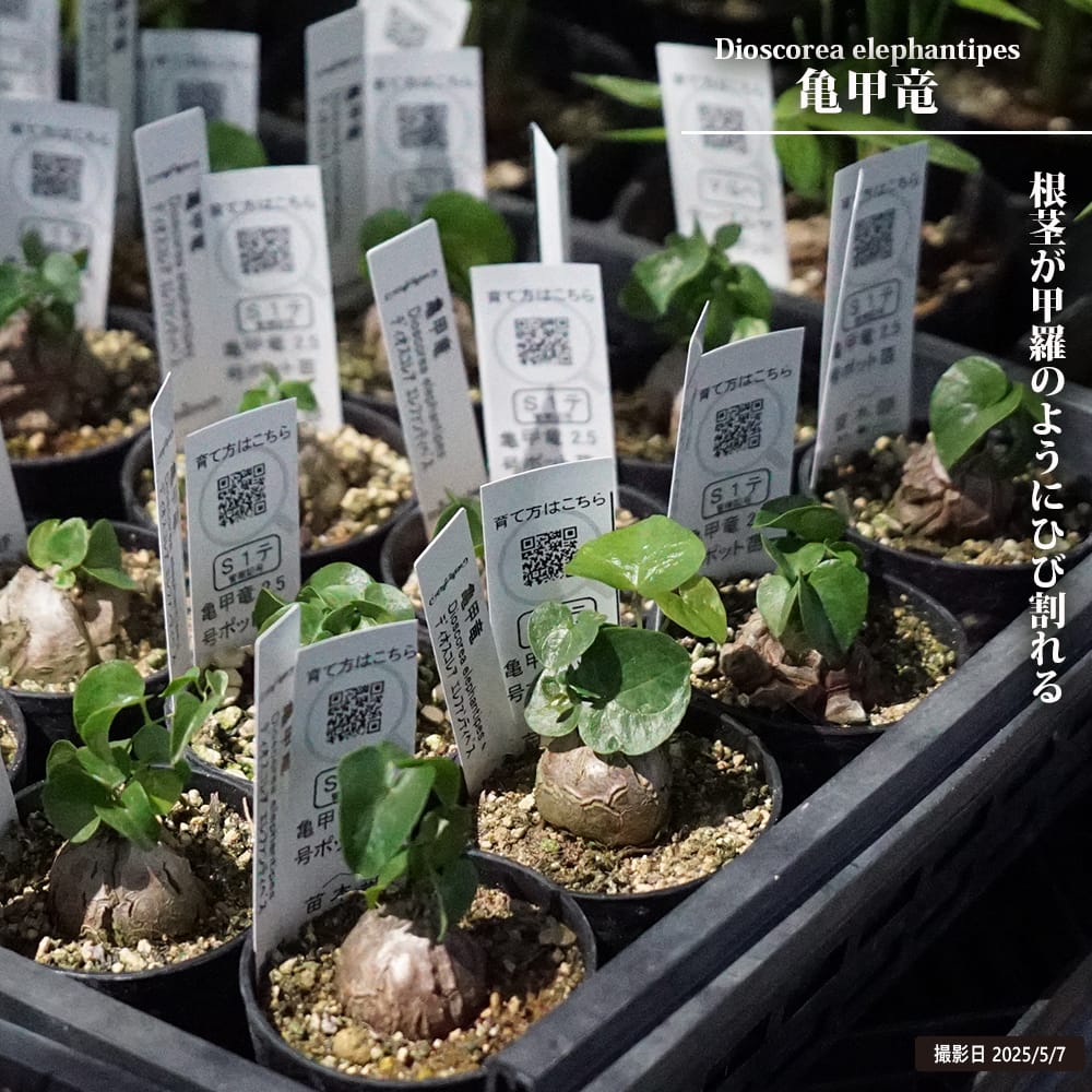 楽天市場】亀甲竜 鉢植え : 苗木部 by 花ひろばオンライン