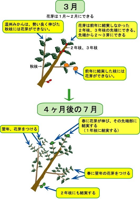 楽天市場】柚子 苗木 【花柚子 （はなゆ）】 一才ゆず 3年生接木大苗