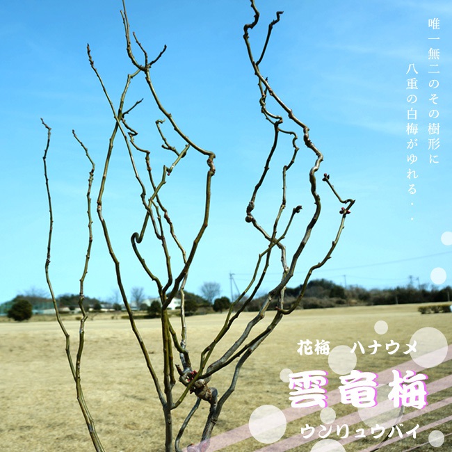 楽天市場】雲竜梅 (ウンリュウバイ) 根巻き大苗 大型宅配便・大梱包