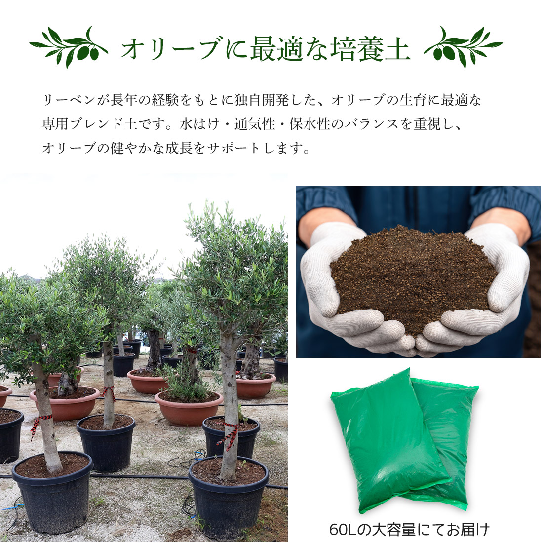 楽天市場】オリーブの土 2袋1セット 大容量 60L 培養土 オリーブ