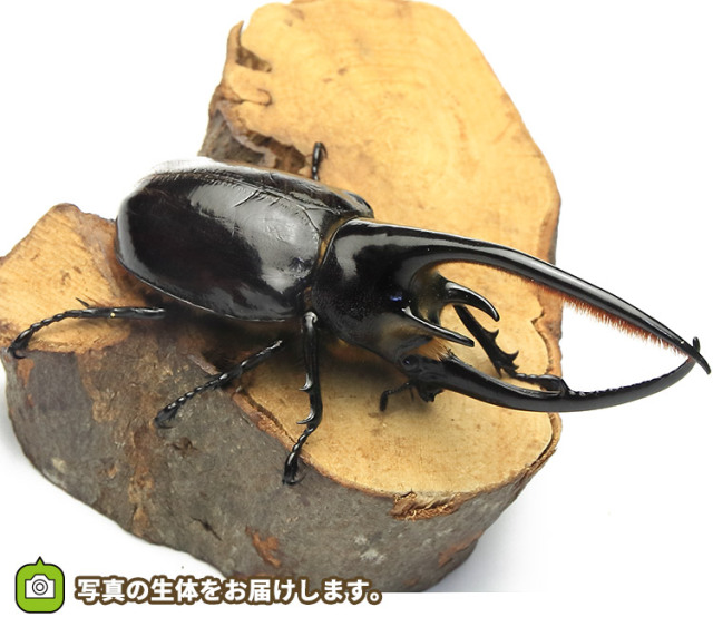 ネプチューンオオカブト 販売│ビートルファーム