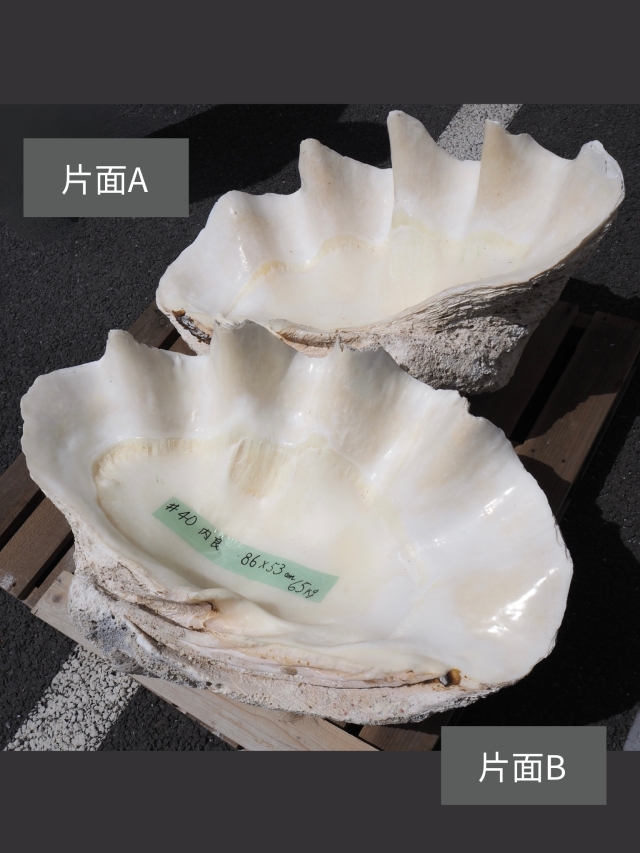 オオジャコガイ-おまかせ発送- 送料込み商品 貝殻