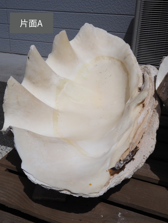 オオジャコガイ-おまかせ発送- 送料込み商品 貝殻