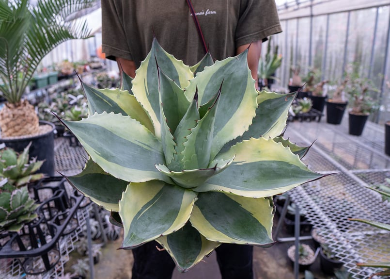 ラスト一株 アガベ オバティフォリア オルカ | mana's farm:塊根植物