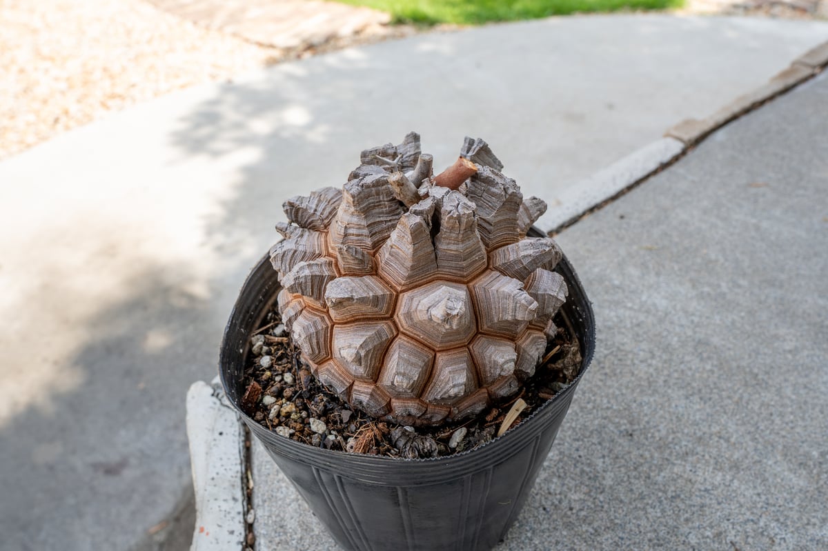 長谷川園芸産】亀甲竜 Dioscorea elephantipes 5寸 | mana's