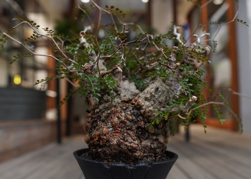 オペルクリカリア パキプス Operculicarya pachypus | mana's f