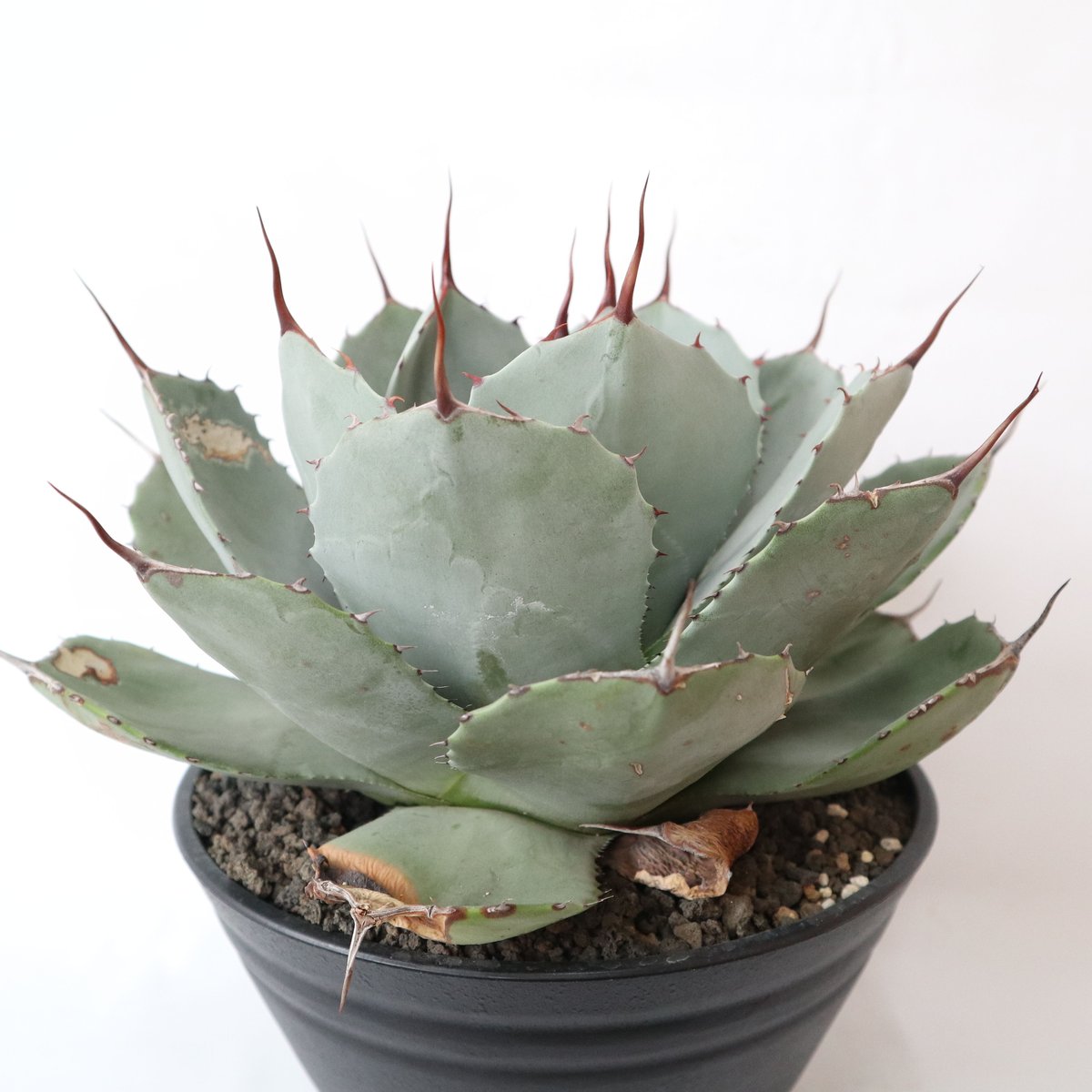 アガベ パリー トランカータ | mana's farm:塊根植物・アガベ・ドライ