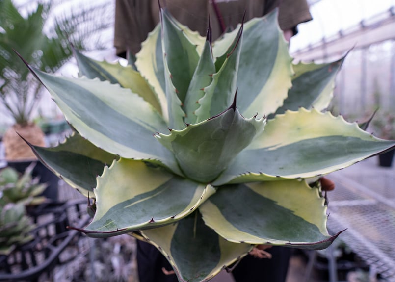 ラスト1株 アガベ オバティフォリア MOBY AGAVE オルカ モビー US