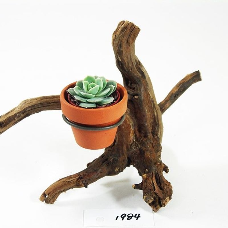 1.5号鉢ホルダー付き流木 卓上型 No.1984 | 流木専門店のアクアリバー