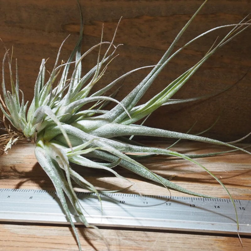 チランジア ／ エーレルシアナ L (T.ehlersiana) ☆CD01/Feb05 |