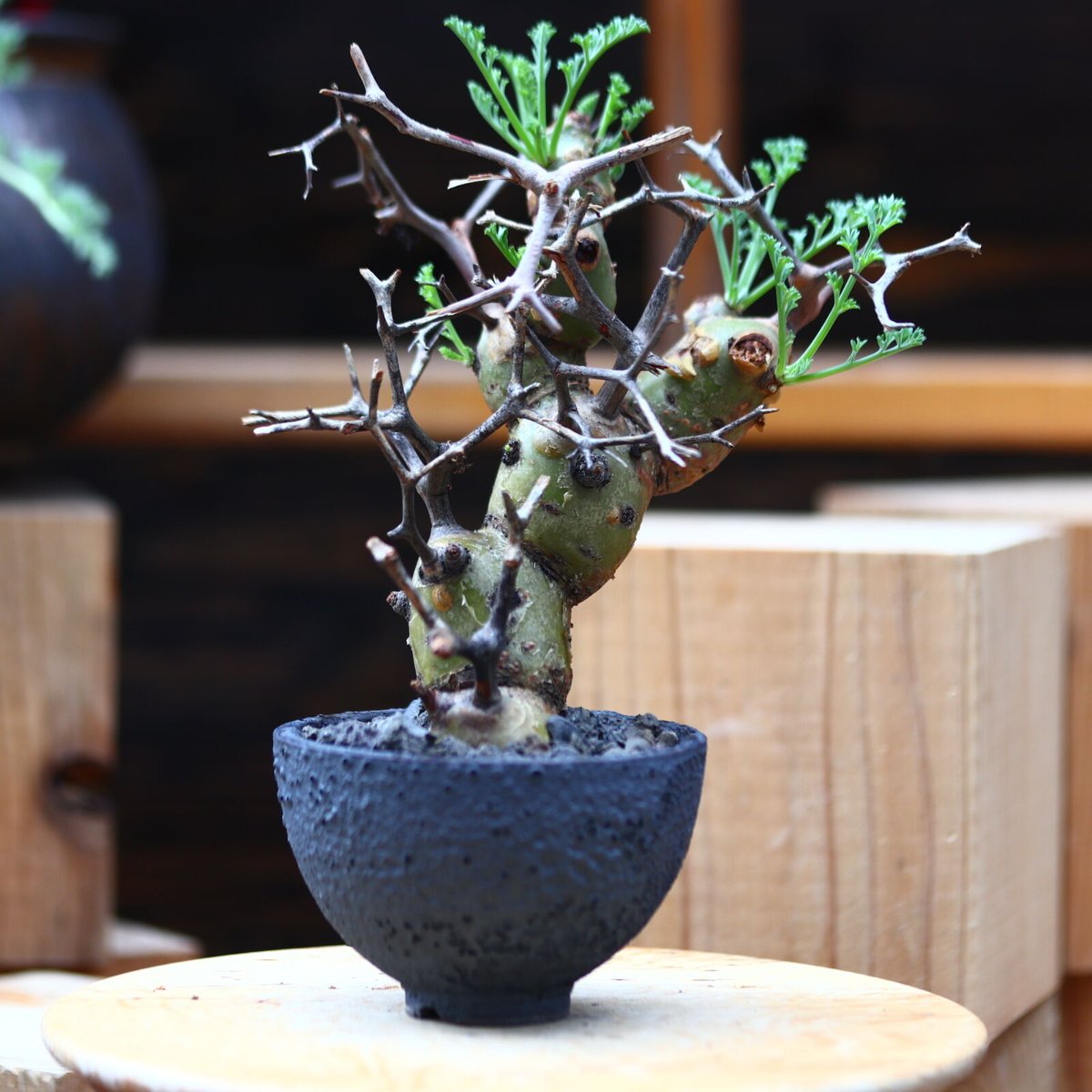 ペラルゴニウム クリズミフォリウム／Pelargonium crithmifolium