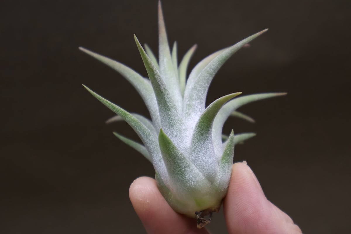 イオナンタ ヘッジホッグ T.I. 04号 | air-plants TENGU-DO