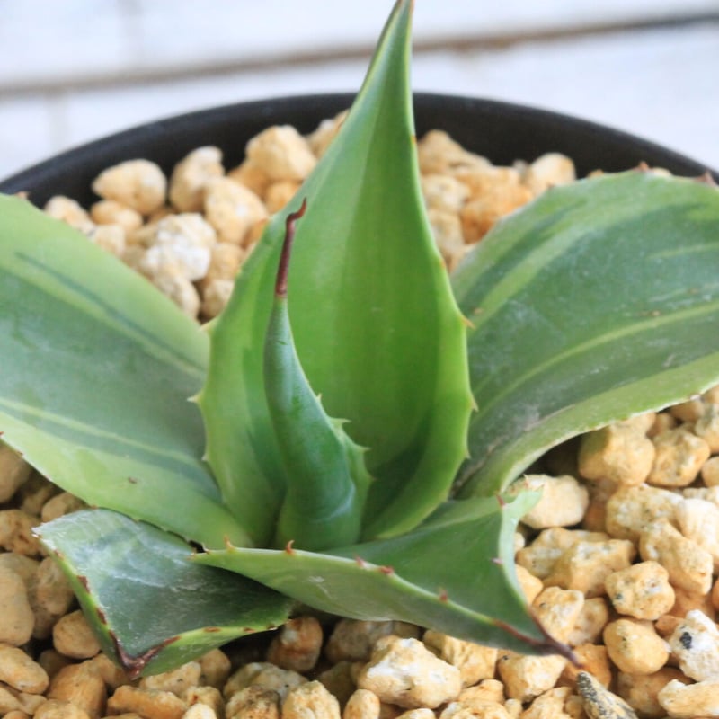 アガベ オバティフォリア キラー | hanayoshi-botanical