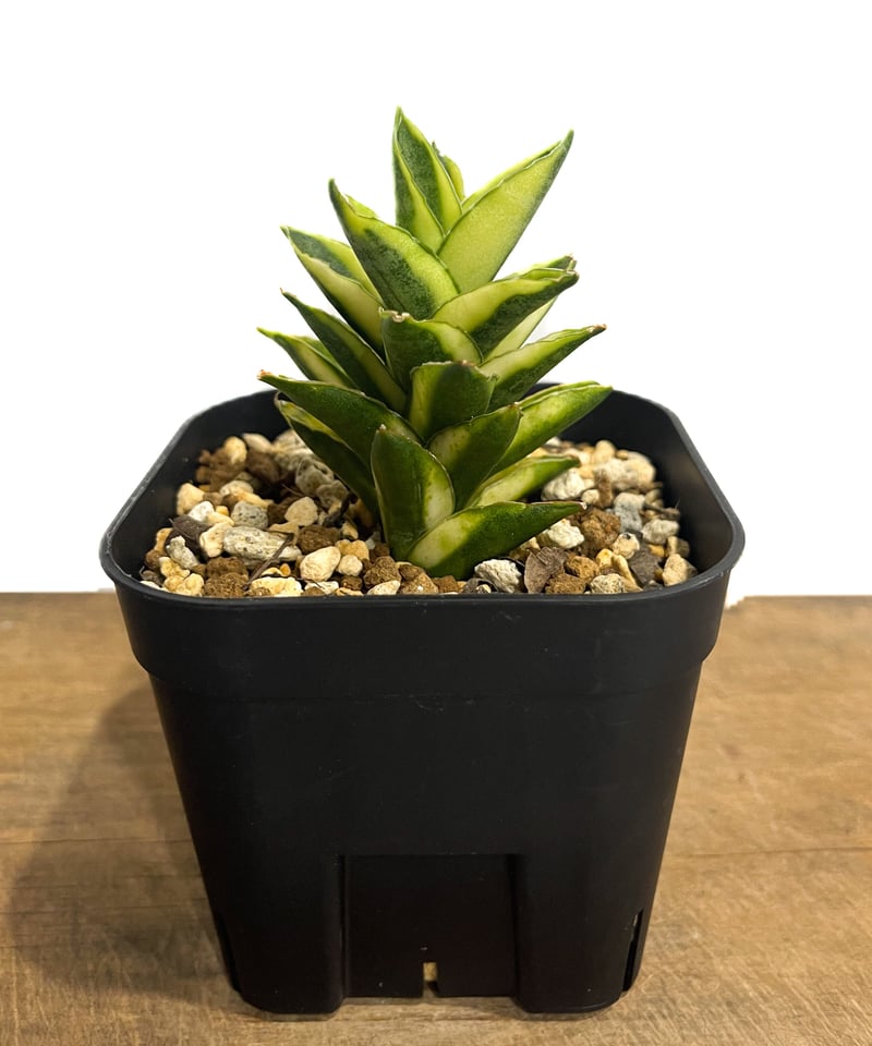 サンセベリア パゴダ 斑入 ドワーフ タイプ 「Sansevieria Pagoda var.