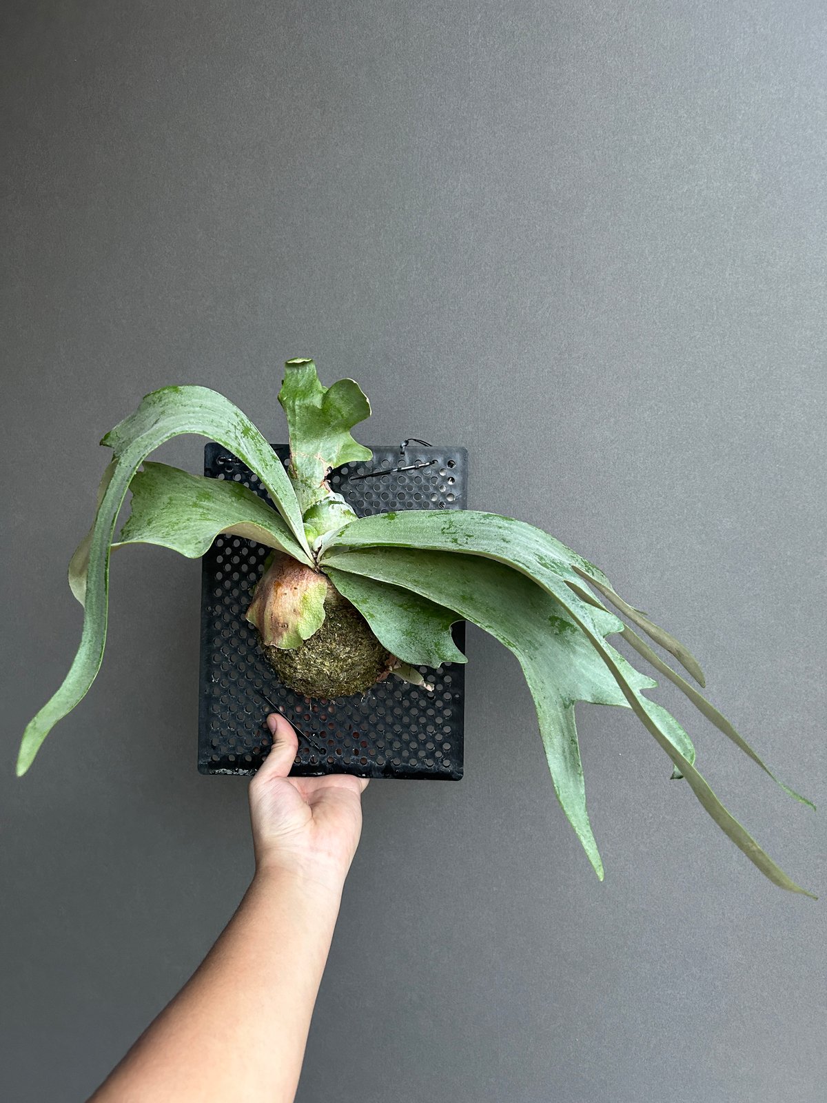 ビカクシダ ウィリンキー cv. I ツビッキー 18「Platycerium .willin