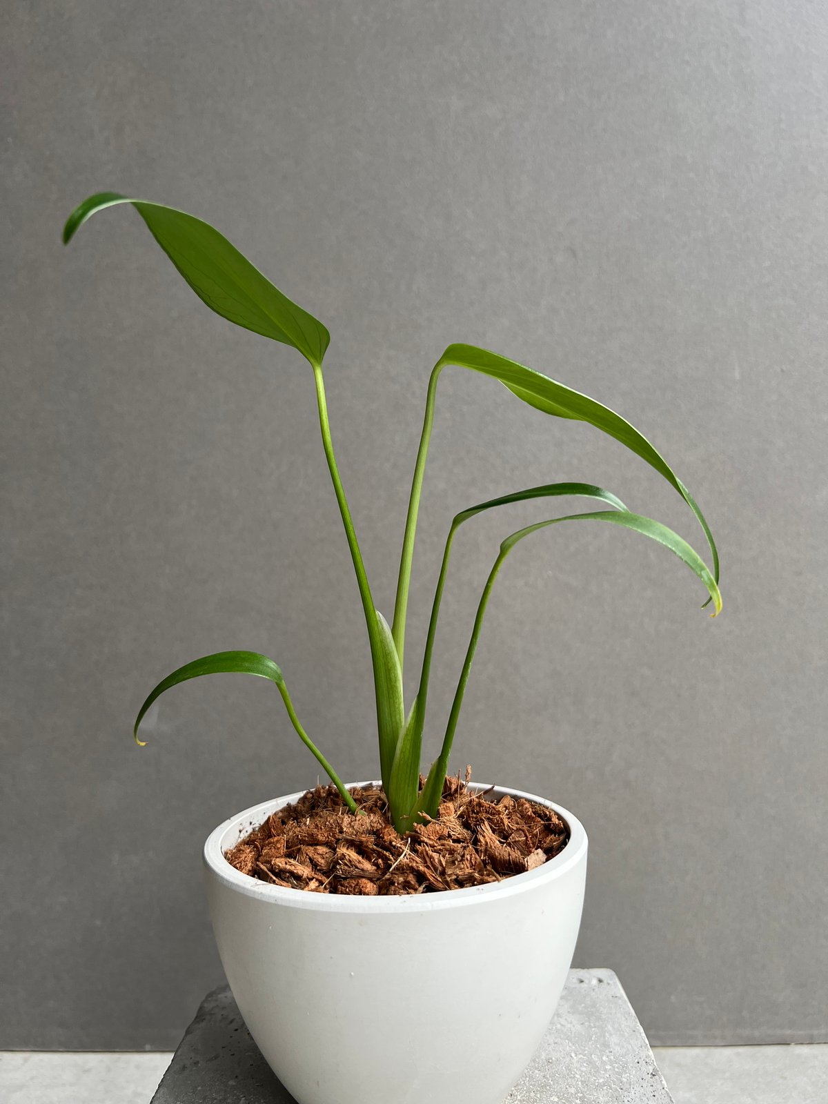 モンステラ バールマルクスフレーム 「Monstera burle marx's flame」