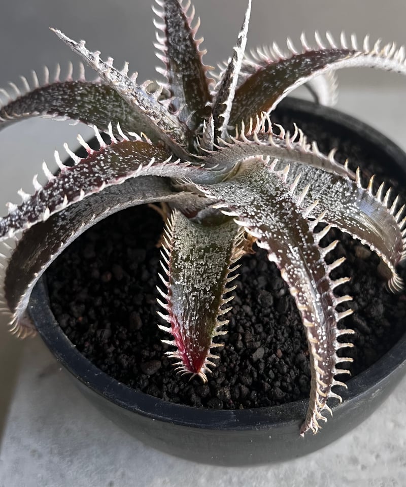 ディッキア ハイブリッド 「Dyckia hybrid」43Z | SHOUCHIKUEN