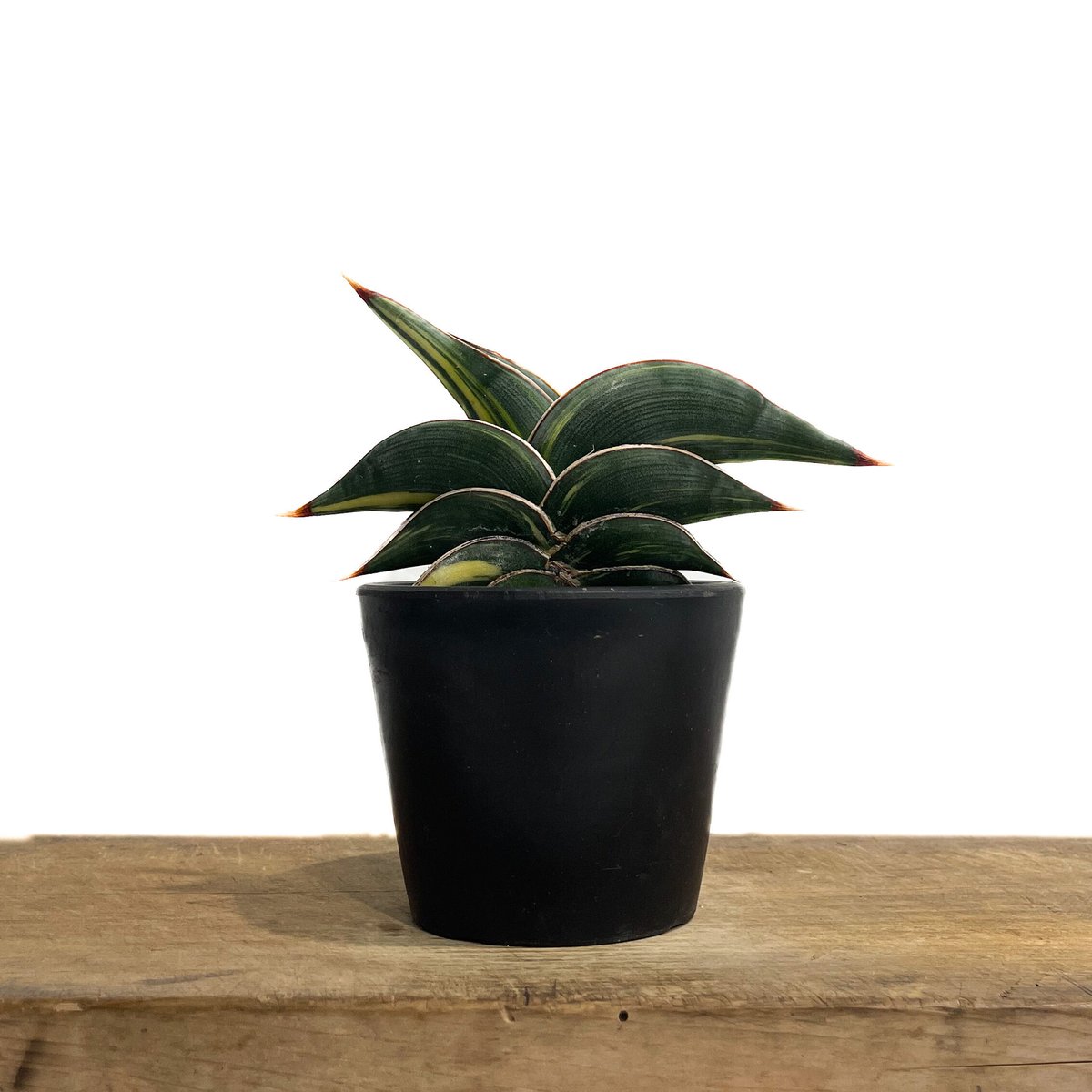 サンセベリア ロリダ 斑入り「Sansevieria rorida Var.」33D-1 |