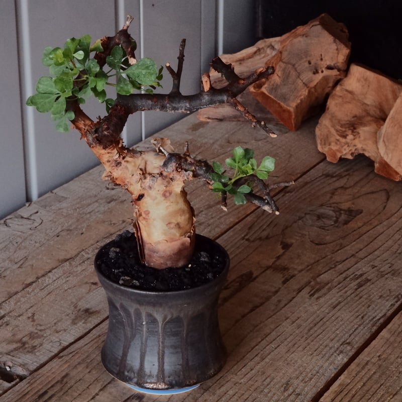 コミフォラ カタフ ピュア［No.02］ × 杉山悠 作 φ10.5cm 植木鉢 笠間