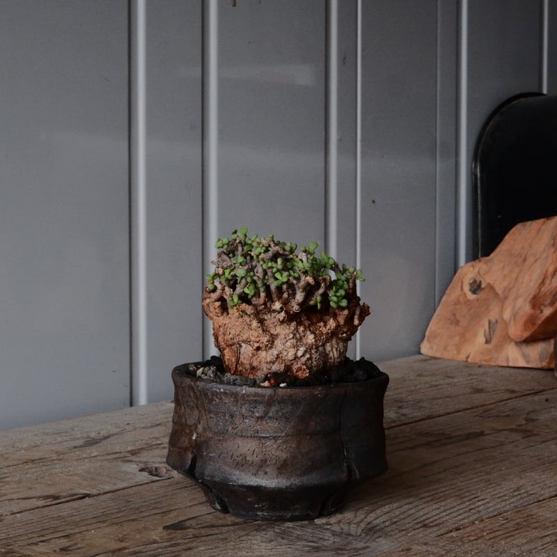 ケラリア ピグマエア 現地株 発根済 ［No.42］ × 沼野秀章 作「 black w