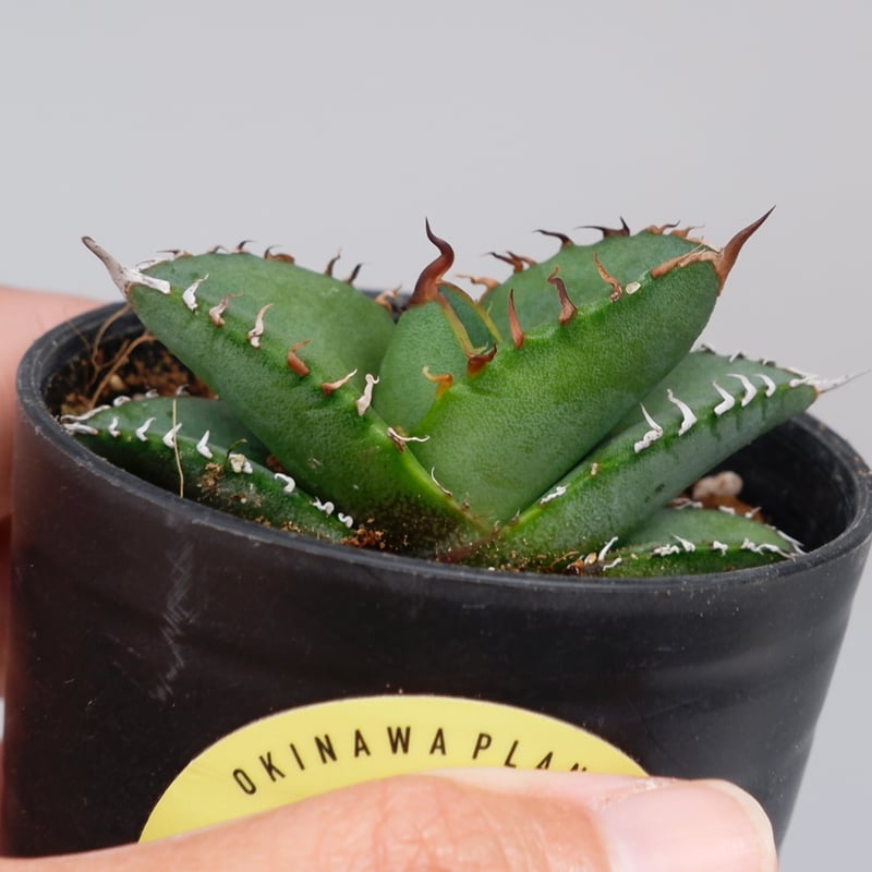 アガベ オテロイ 実生株 Agave oteroi seeding 100 | Sunny