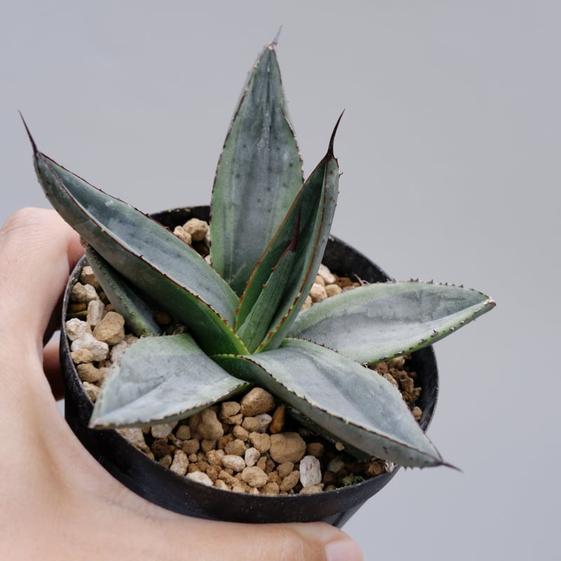 アガベ シャークバイト003 Agave Sharkbite | Sunny Branch