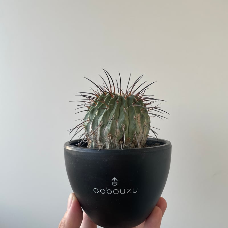 新着】Copiapoa cinerea v. dealbata【黒士冠 】 コピアポア デア