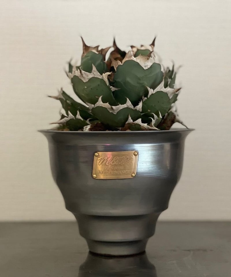 CATEGORY PLANT POT | MASSES OFFICIAL ONLINE STORE