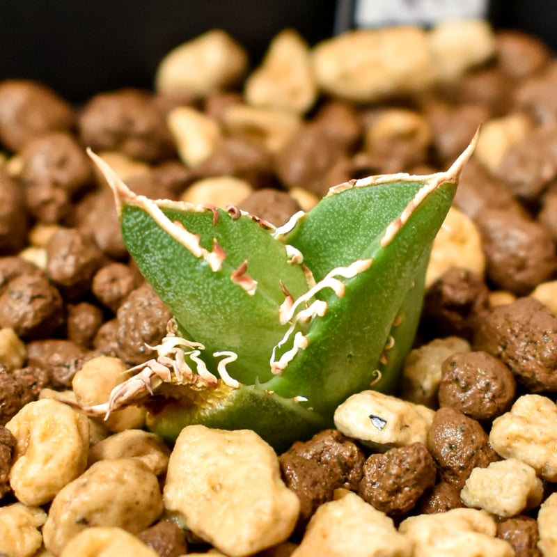 アガベ チタノタ ホオジロザメ 