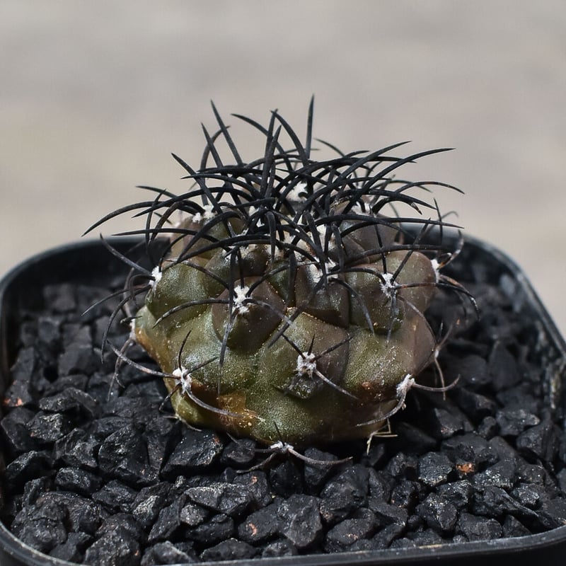 コピアポア グリセオビオラセア 