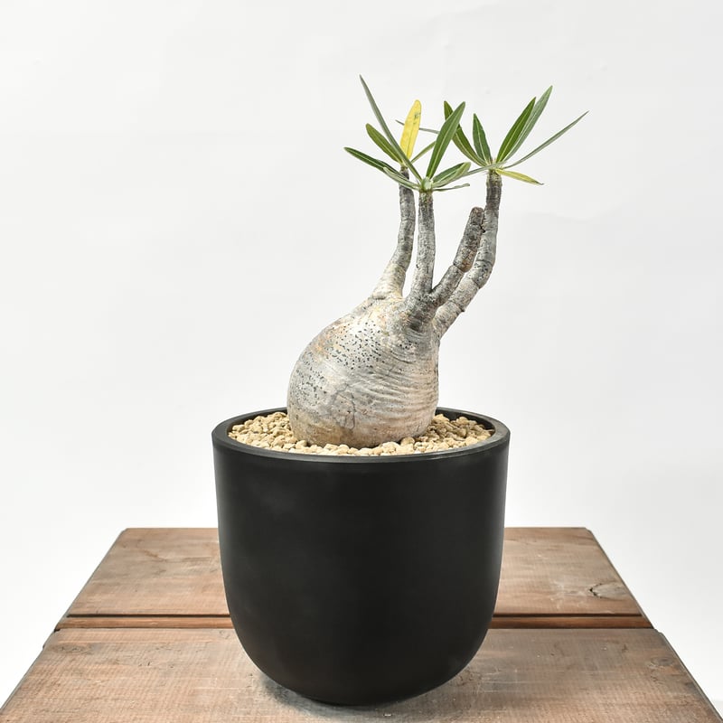 パキポディウム グラキリス 現地株 丸株 良形 コレクション 迷彩