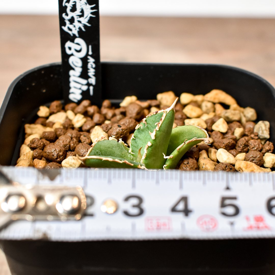 アガベ チタノタ ホオジロザメ 