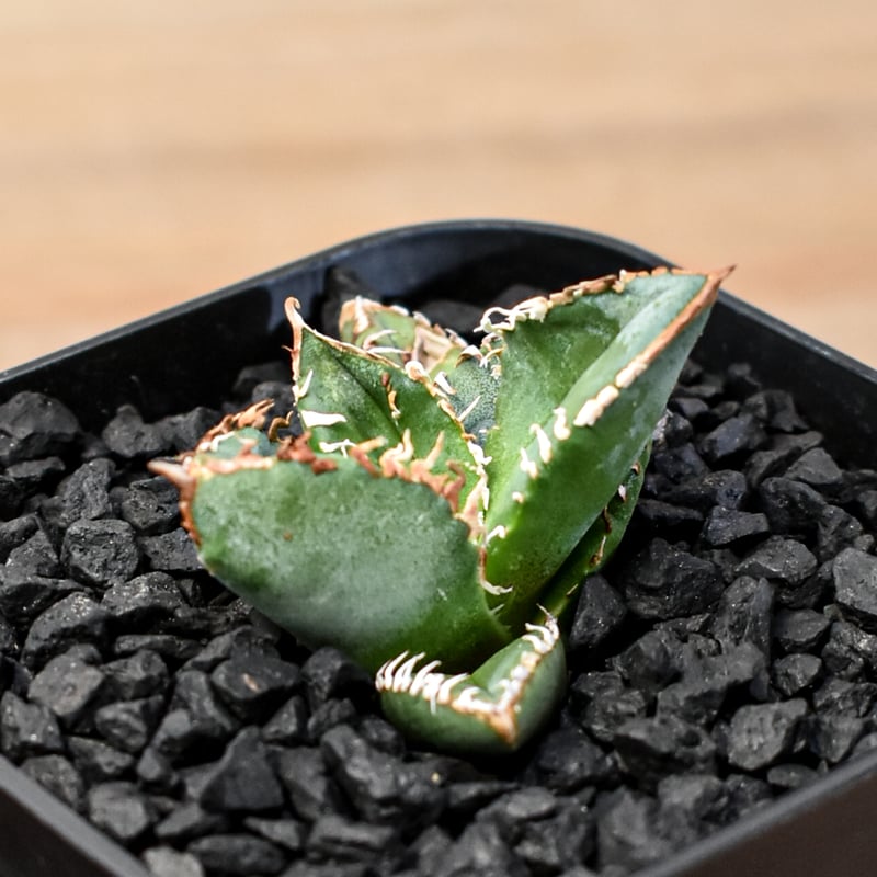 アガベ チタノタ Shi-hao 