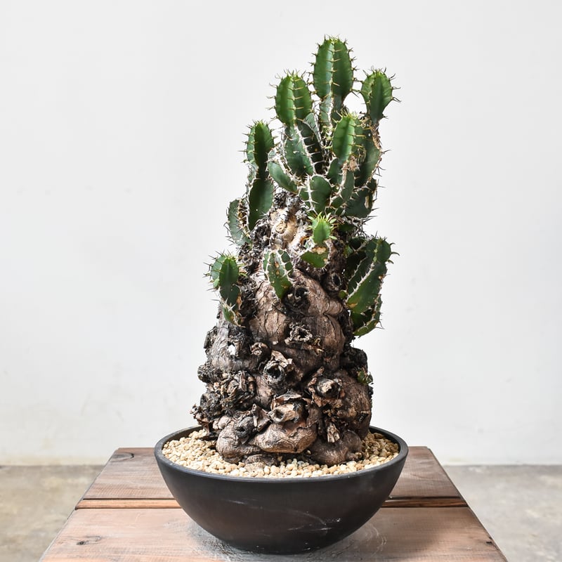 ユーフォルビア ムランジーナ 【発根済み】HK2402406 (T) | RAFLUM / ラ