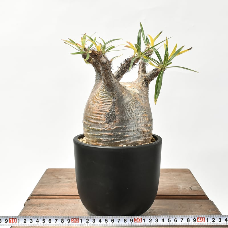 パキポディウム グラキリス 【現地球/発根済み】HK2402614 | RAFLUM