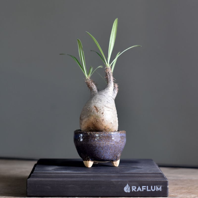 パキポディウム グラキリス (現地球) RF22476 | RAFLUM / ラフラ