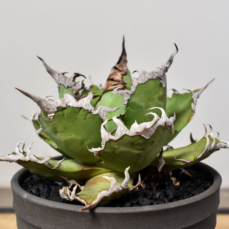 断捨離】おまとめ品 アガベ チタノタ シーザー ボール 大株 アガベ