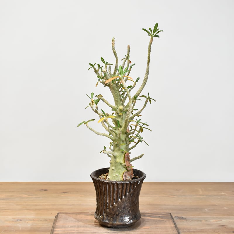 ドルステニア ギガス【実生】A | RAFLUM / ラフラム｜東京、大阪の塊根