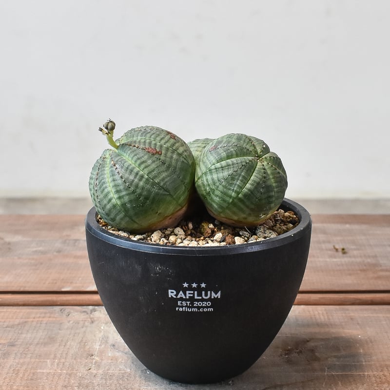 ユーフォルビア オベサ 