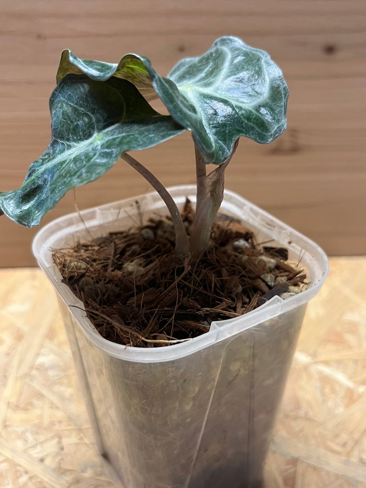 アロカシア ベノム | GREEN LUCK