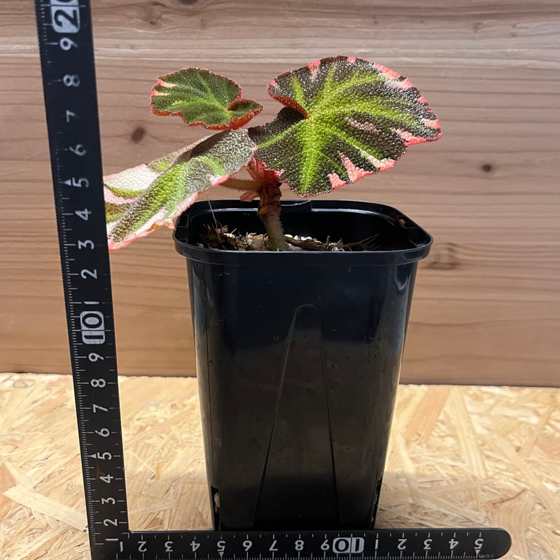 ベゴニア ソリムタータ 斑入り | GREEN LUCK