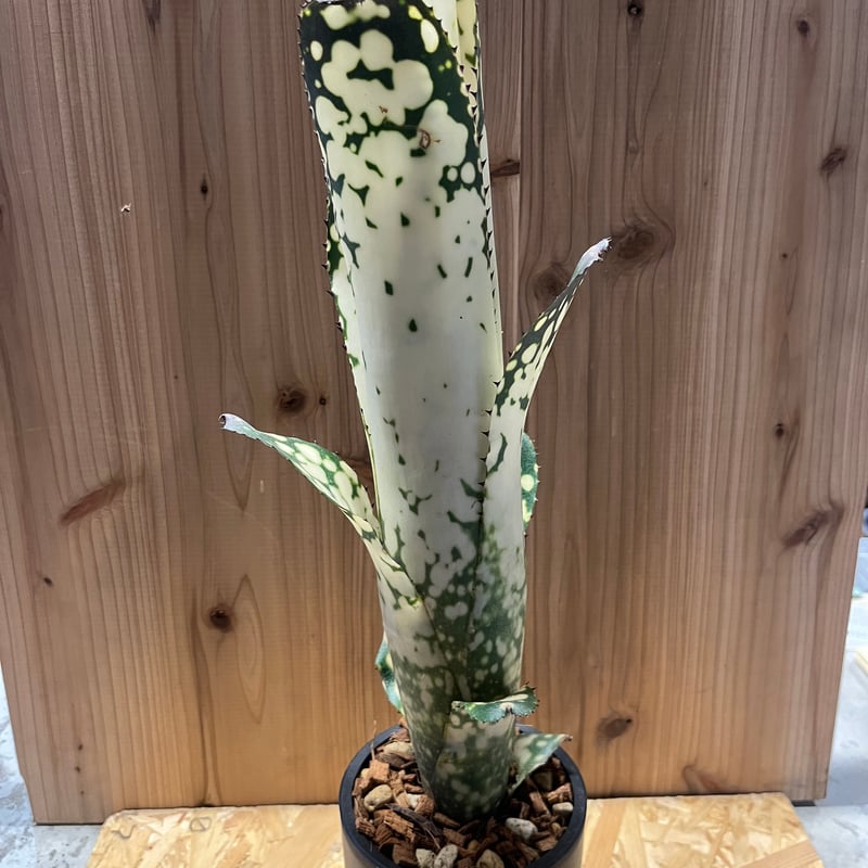 ビルベルギア メリーモナーク | GREEN LUCK