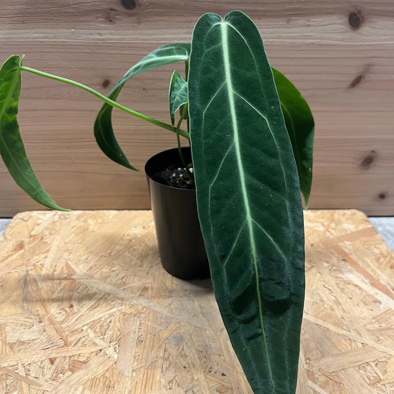 アンスリウム ワロクアナム | GREEN LUCK