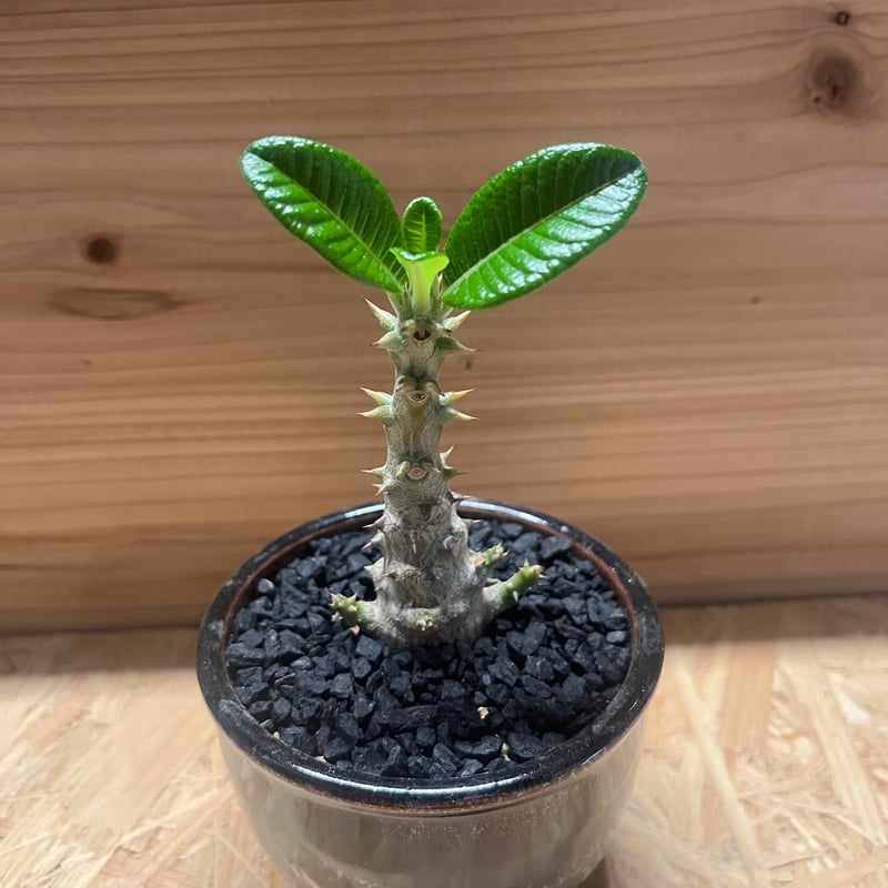 パキポディウム ウィンゾリー×伝市鉢 | GREEN LUCK