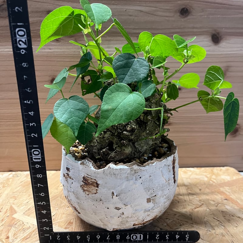 オオハマボウ （ユウナ） | GREEN LUCK