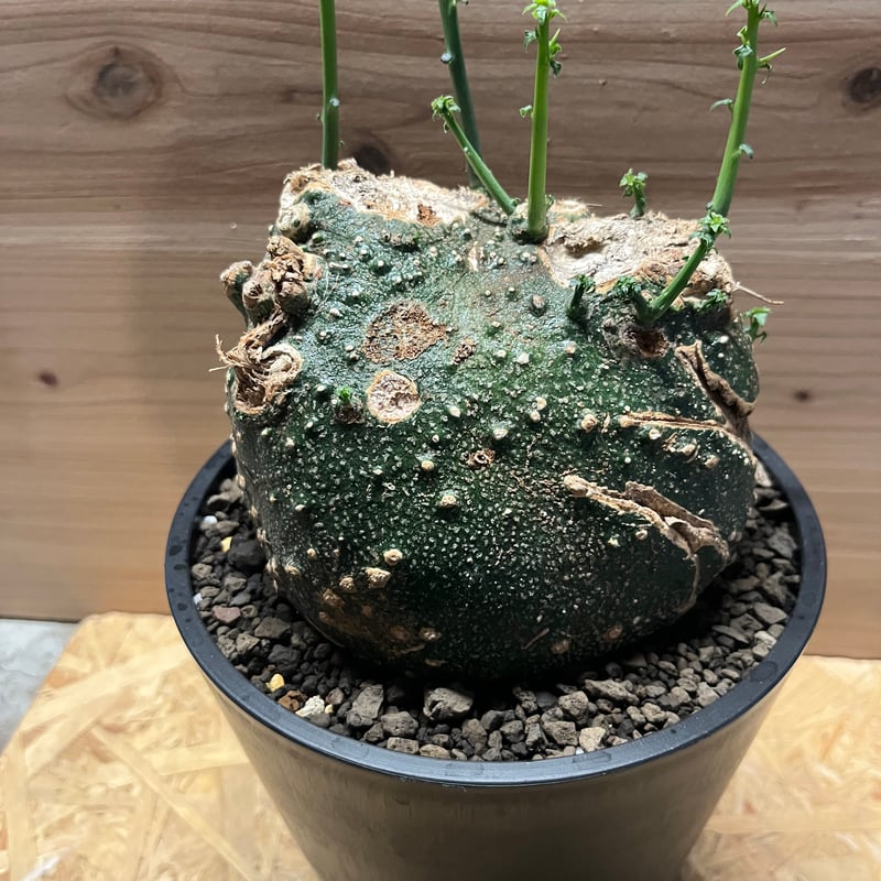 アデニア グロボーサ | GREEN LUCK