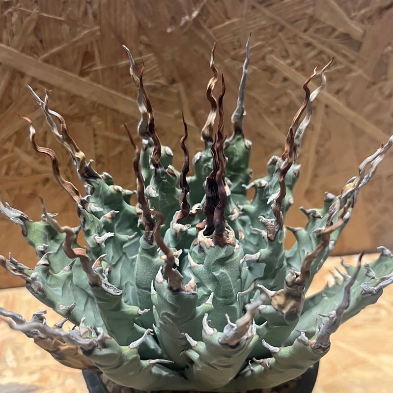 アガベ ユタエンシス エボリスピナ 陽炎 未発根 | GREEN LUCK