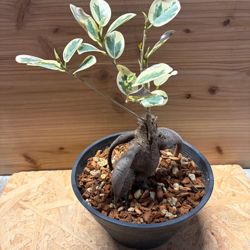 パンダガジュマル 斑入り | GREEN LUCK