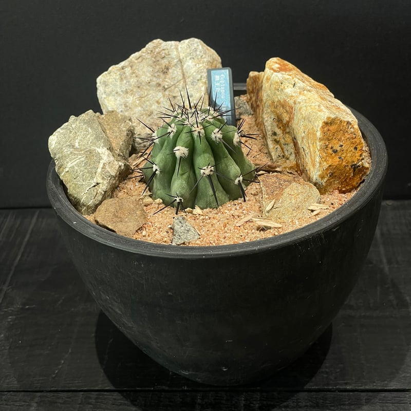 サボテン コピアポア 黒王丸 × HABITAT STYLE | 最終的にサボテン