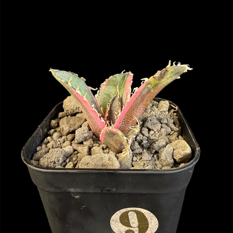 アガベ チタノタ 白鯨錦 | HANDS PLANTS